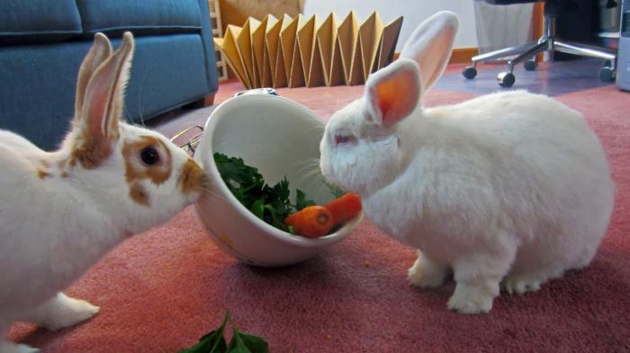 co jedzą króliki