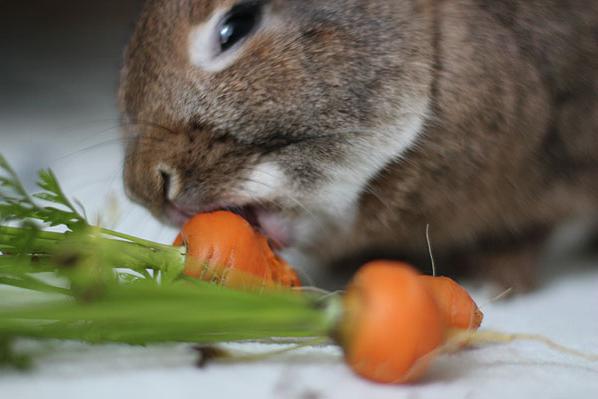 jakie warzywa i owoce jedzą ozdobne króliki