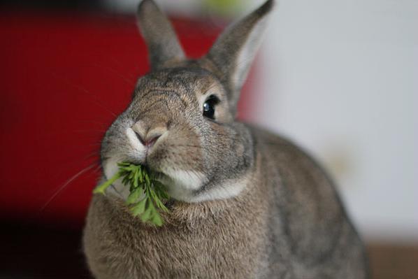 cosa mangiano i conigli?
