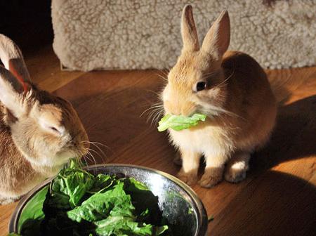 cibo di coniglio granulato