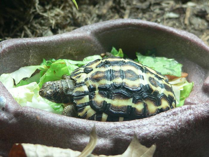 što jede kornjače