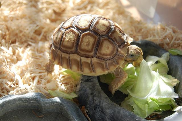 kornjače jedu