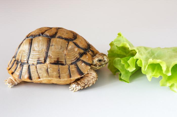 što jedu domaće kornjače