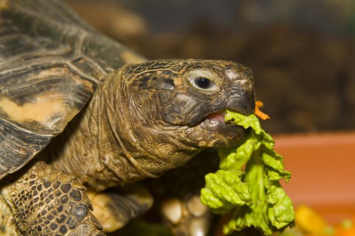 što kopnene kornjače jedu kod kuće