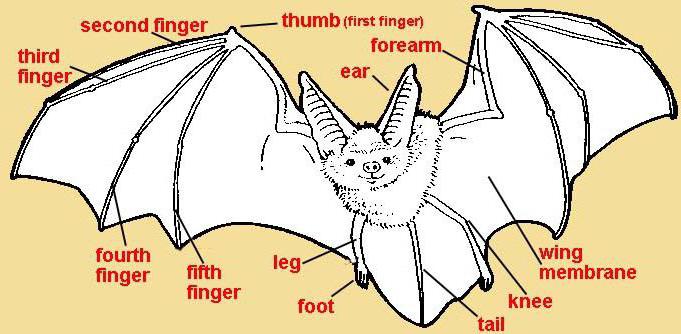 struttura dei pipistrelli