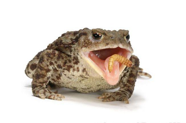 Какво ядат жабите в природата?