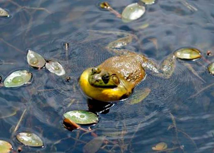 Što jede žabu u jezeru