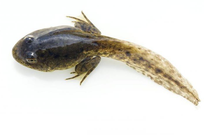 Какво ядат попови лъжички жаби