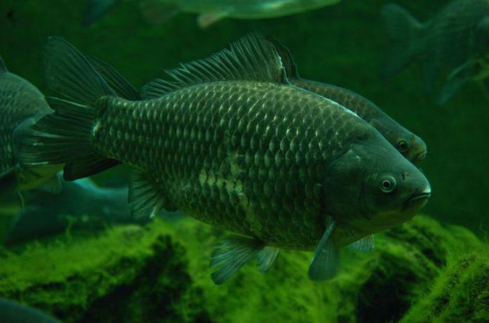 rybí hybridní popis