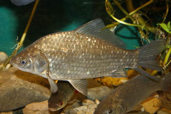 prednost ribljih hibrida u odnosu na čiste oblike