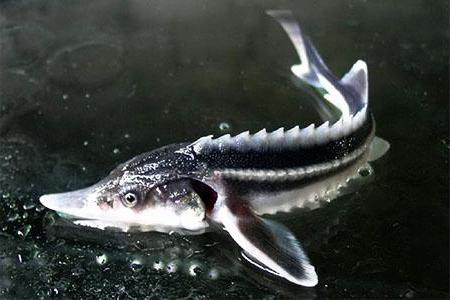 siedlisko hybrydowe ryb