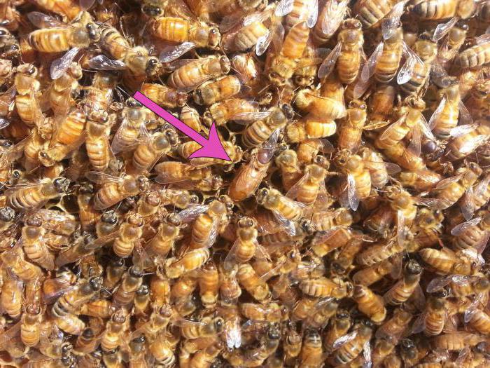 колко живее матката на пчелата