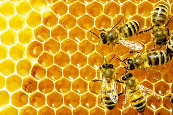 как изглежда утробата на пчелата