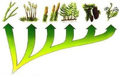 što istražuje biljnu sustavnost