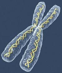 Kromosomska teorija dednosti