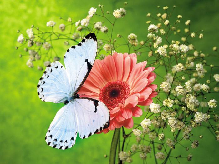 какво мечтае за цветни пеперуди