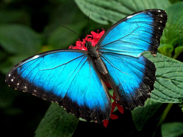 zašto sanjaju velike leptire