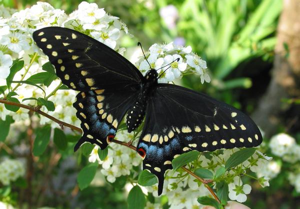 cosa sogna una farfalla nera