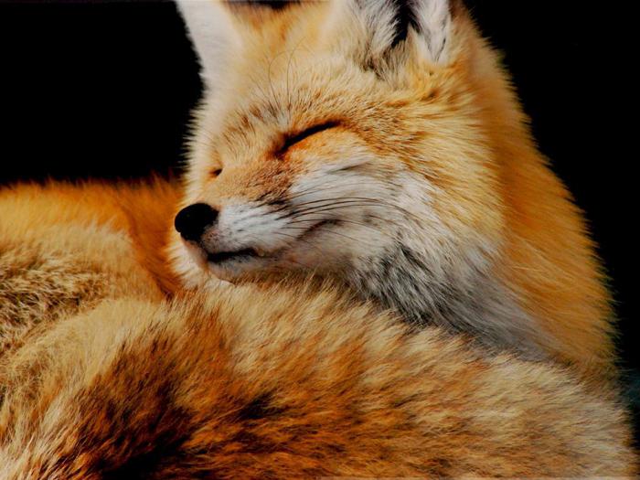što sanja o crvenim lisicama
