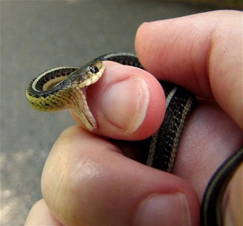 co sny o hadovi kousají ruku