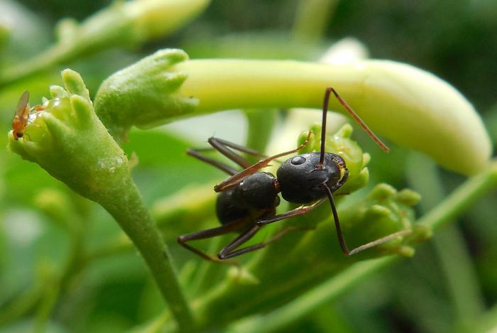 kaj sanjajo mravlje