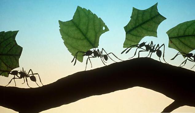 zakaj sanjati velikega mravlja
