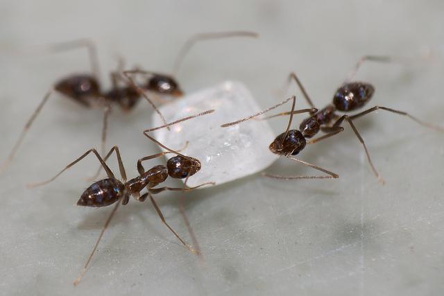 какво мечтае за много мравки