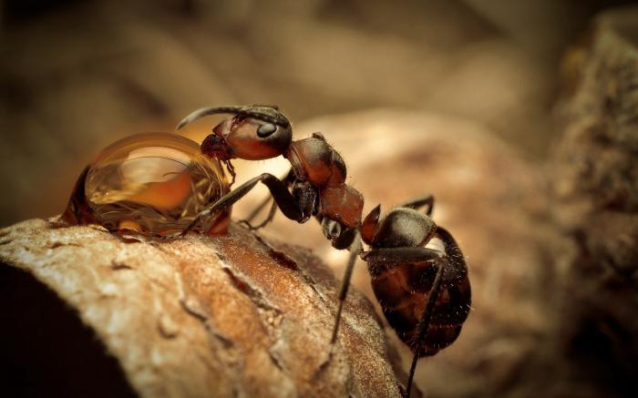 шта сања о црним мравима