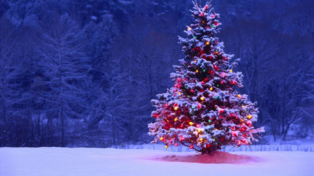 zasneženo božično drevo