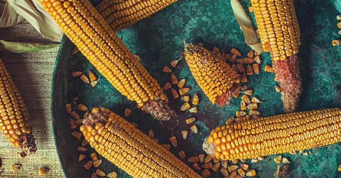 dlaczego marzysz o kukurydzy