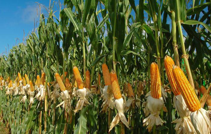 jakie jest marzenie o ziarnie kukurydzy