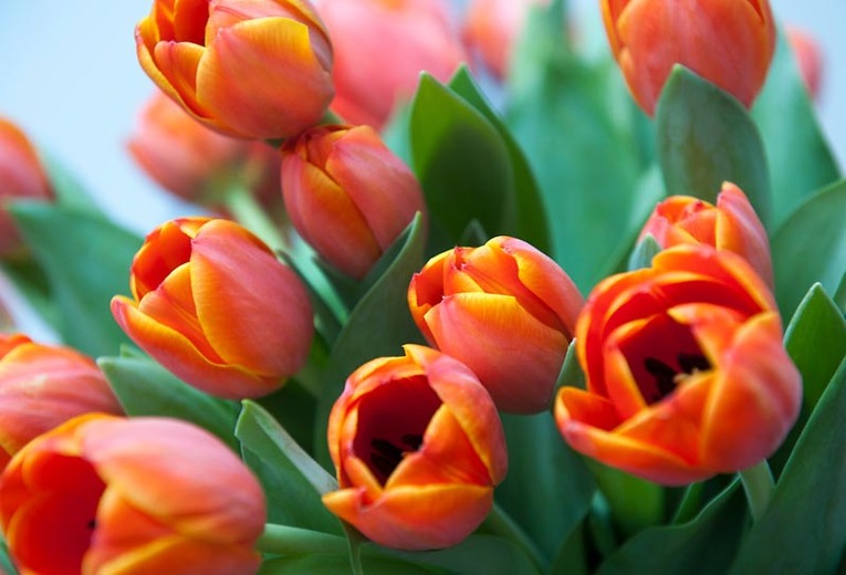 Kaj sanja o tulipanih