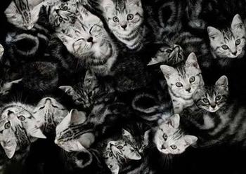 mnoho koček sní