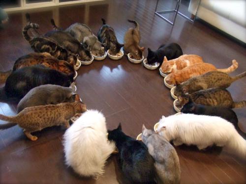 acchiappasogni molti gatti in casa