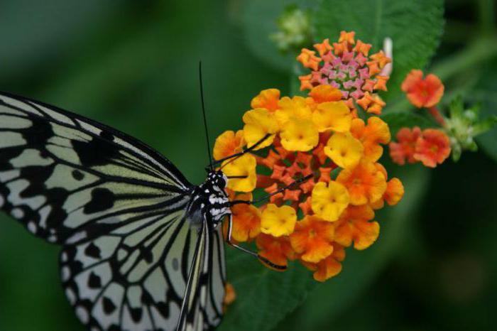 Какво ядат пеперуди в природата
