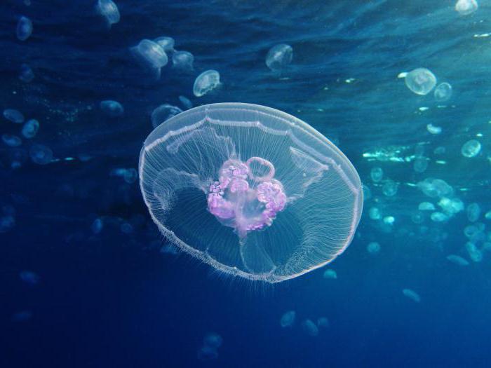 meduzy niż je