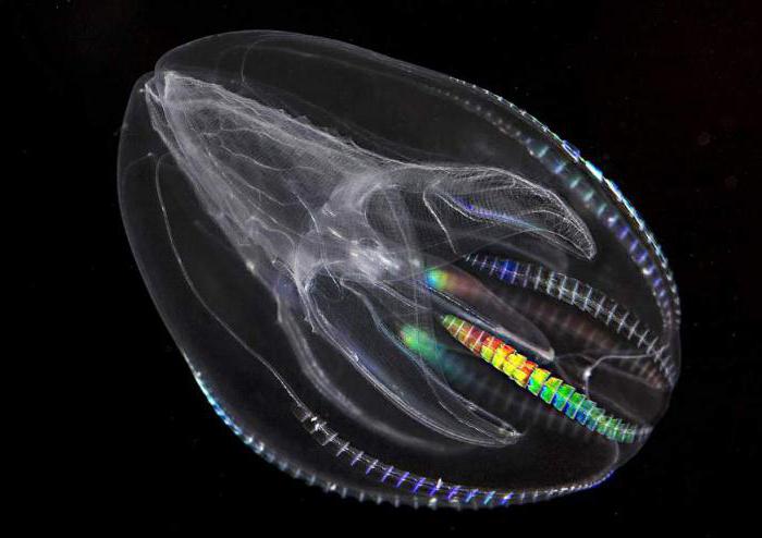 co scyfludzie jedzą meduzę