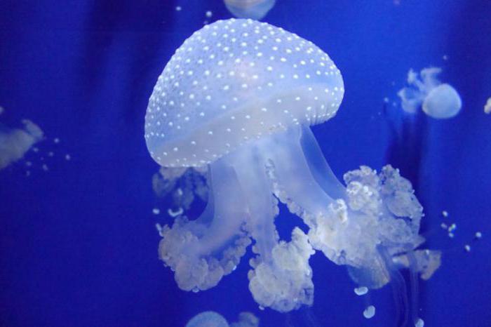 Co meduza je w akwarium?