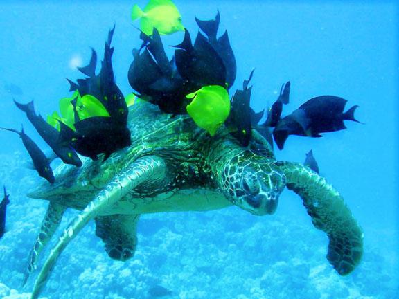 cosa mangiano le tartarughe marine?