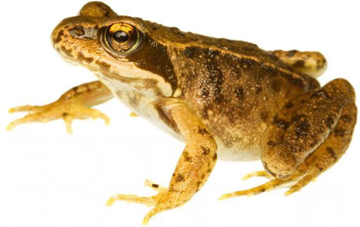 Fotografija in opis trave žabe