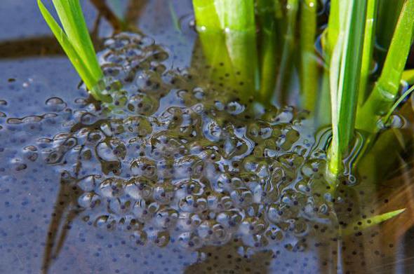 Prilagodljivost žabe trave klimatskim razmeram