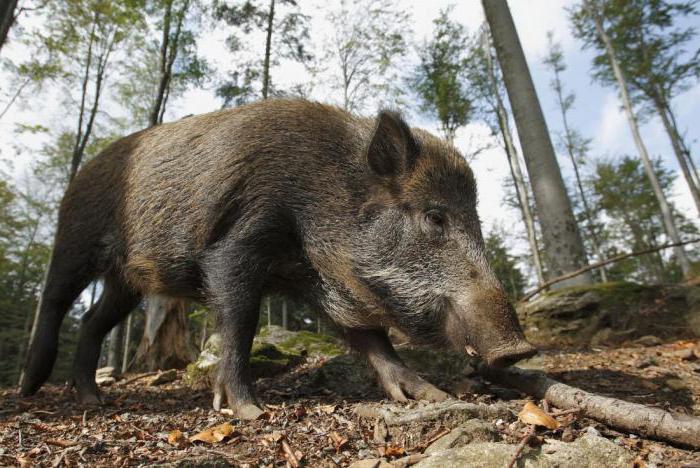 какво прави дивата свиня да яде в природата