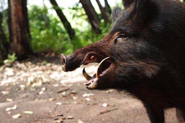 Što divlje svinje jedu u divljini?
