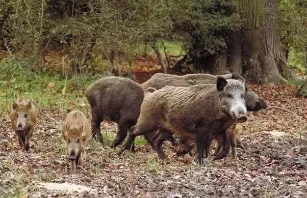какво яде дива свиня в гората