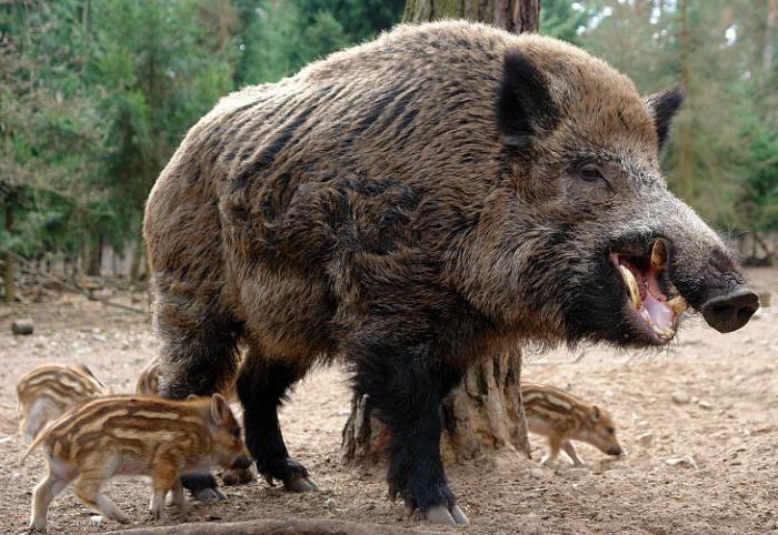 На шта се у природи и код куће храни дивља свиња?