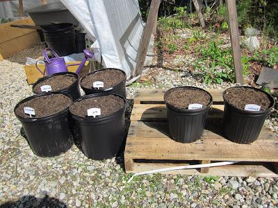 fertilizzante per cetrioli