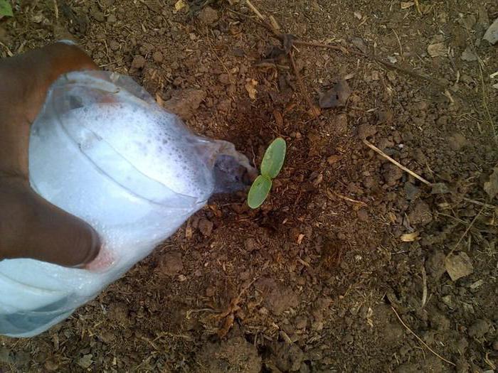 fertilizzante azotato per cetrioli