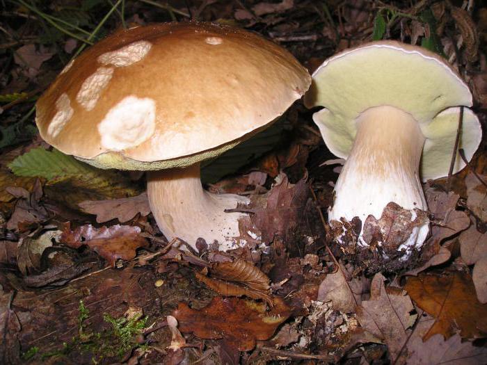 dove crescono i funghi bianchi
