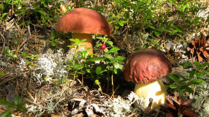 bílé houby v lese