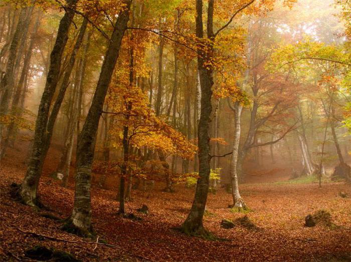 jeseni u šumi
